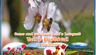 A Kashmir Kaleidoscope: Unveiling the Magic of Srinagar's Tulip Festival