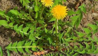 Dandelion Or Haend: The Nutritional Powerhouse Revered in Kashmiri Medicine