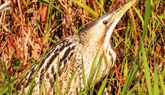 Kashmir's Wetlands Shine with Rare Great Bittern Sighting at Wular Lake