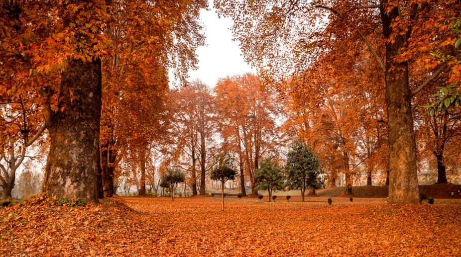 Why Kashmir’s Fall Season is a Must-See Adventure - MyKashmir